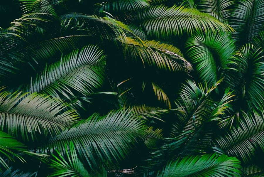 Jungle tapet – Gør dit børneværelse til en oase af liv og farve